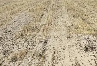 فروش زمین کشاورزی دیم ۶۴۷۷ متر جاده سرو روستای پست