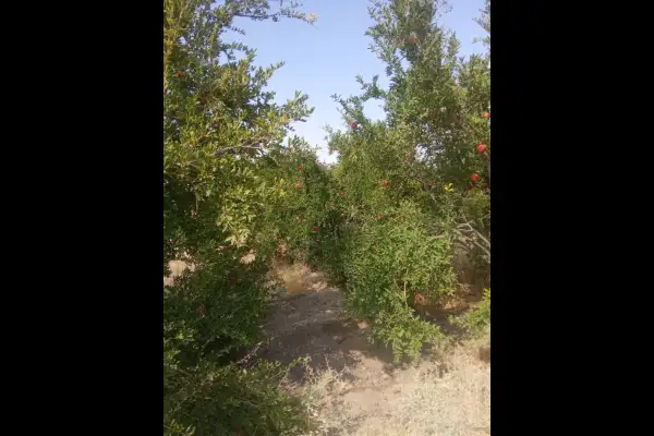 فروش زمین کشاورزی ۵۰۰۰متری - تصویر 2