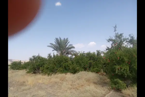 فروش زمین کشاورزی ۵۰۰۰متری - تصویر 3