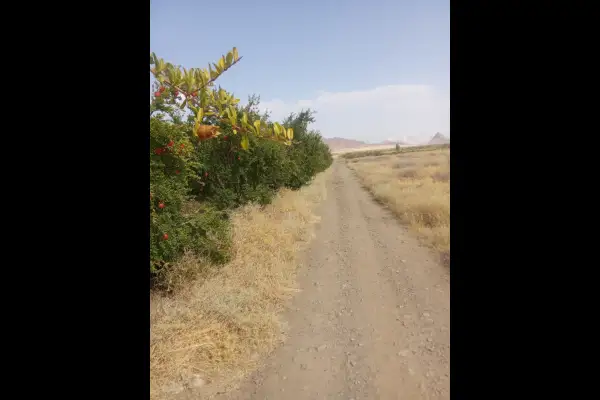 فروش زمین کشاورزی ۵۰۰۰متری - تصویر 4