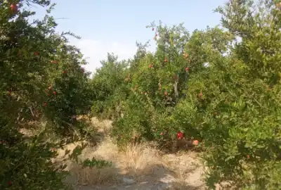 فروش زمین کشاورزی ۵۰۰۰متری