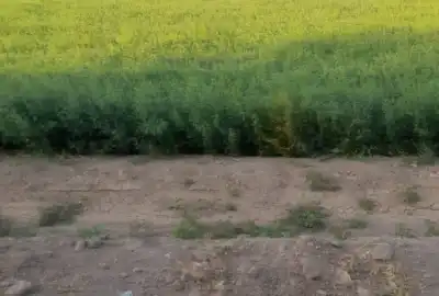 فروش زمین ۳۵۰۰متری کنارجاده کانال آب