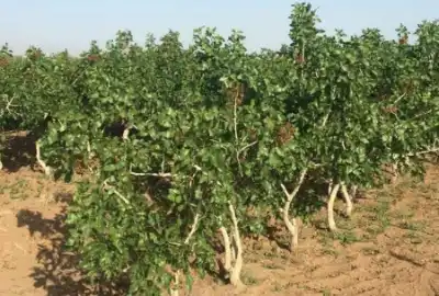 باغ پسته ۵ ساله متراژ ۱۵۰۰ واقع در مهارلو