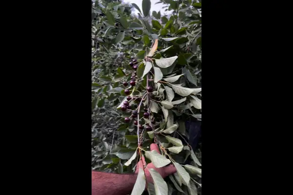 فروش ۳۵۰ متر باغ در شمس آباد امیری - تصویر 4