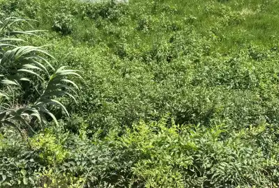 فروش زمین ۳۳۰متری سرخرود روبروی خانه دریا