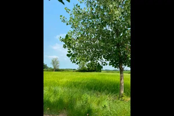 فروش زمین مسکونی با پروانه ساخت در کوچصفهان روستای گیلوا - تصویر 3