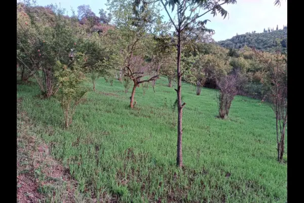فروش باغ در مازندران ۱۰۱۶ متر بهشهر روستای کوهستان - تصویر 3
