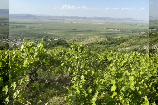 فروش باغ انگور ۴۵۰۰متری روستای آزادگان - تصویر 3
