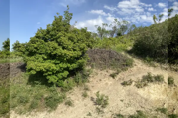 فروش باغ انگور ۴۵۰۰متری روستای آزادگان - تصویر 4