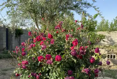 فروش زمین ویلایی ۱۰۰۰متری اول جاده حیدر آباد