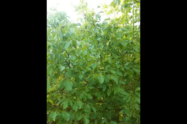 فروش باغ گردو بادام و انگور ۱۲۰۰ متر بخش خرقان رازقان روستای دوزج - تصویر 2