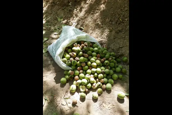 فروش باغ گردو بادام و انگور ۱۲۰۰ متر بخش خرقان رازقان روستای دوزج - تصویر 3