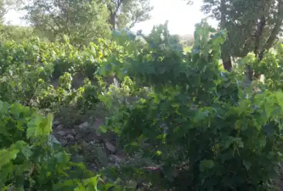 فروش باغ گردو بادام و انگور ۱۲۰۰ متر بخش خرقان رازقان روستای دوزج