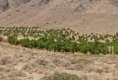 فروش زمین زراعی ۵۸۴۱ متر روستای قرقر
