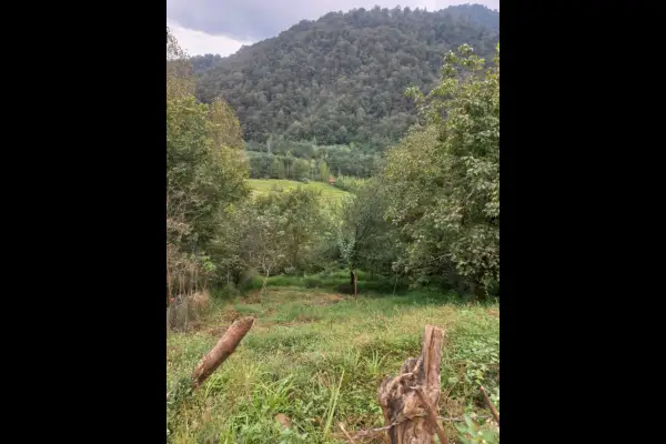 زمین فروشی ۴۰۰ متر سوادکوه شمالی لفور روستای رئیس کلا - تصویر 4