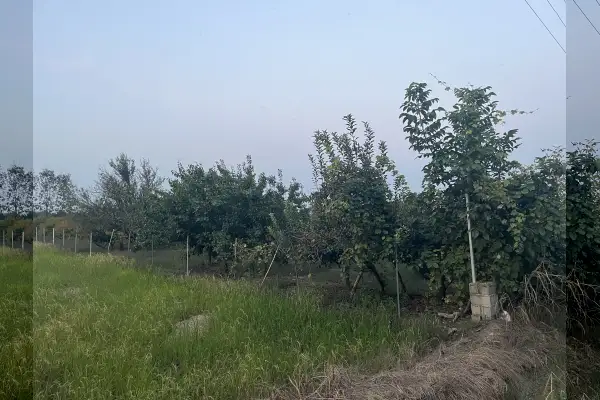فروش زمین باغی۲۰۰۰متری روستایی - تصویر 3