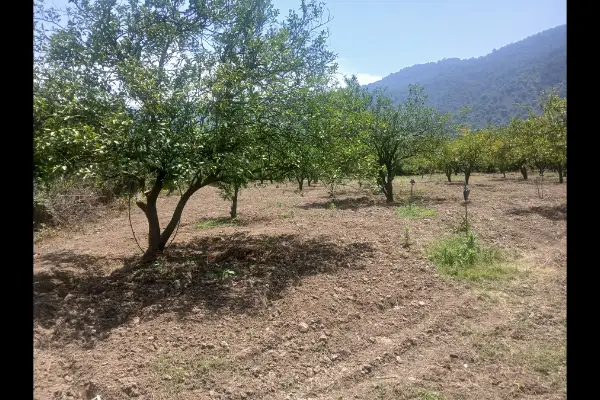 زمین وباغ مرکبات با مجوز چاه در مازندران ۹۴۶۱ متر - تصویر 2
