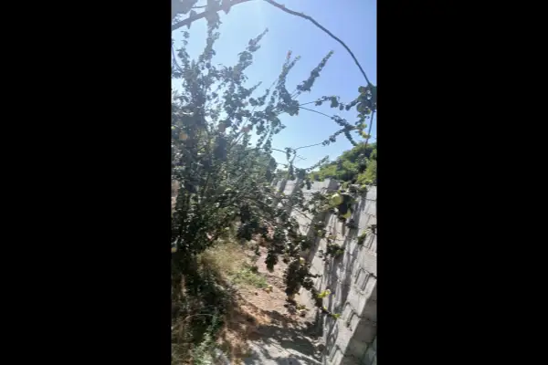 فروش باغ درختان میوه پربار ۱۷۰۰ متر مبارکه روستای اراضی - تصویر 2