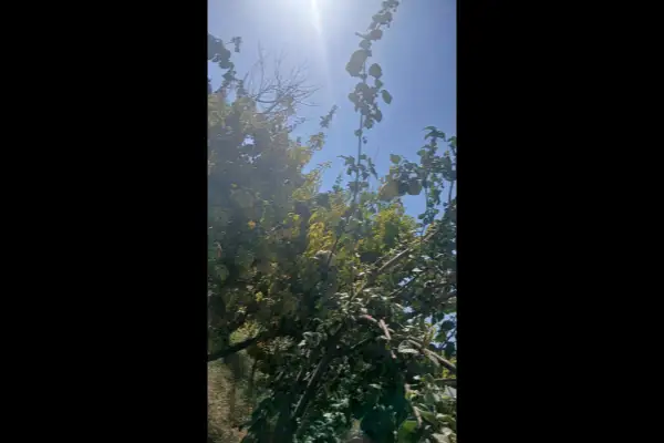 فروش باغ درختان میوه پربار ۱۷۰۰ متر مبارکه روستای اراضی - تصویر 4