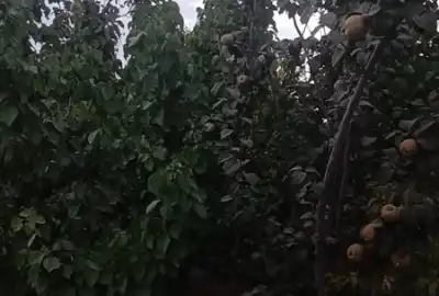 فروش باغ درختان میوه پربار ۱۷۰۰ متر مبارکه روستای اراضی