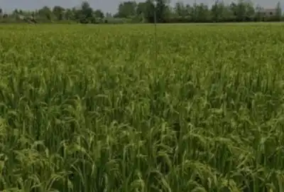 فروش زمین کشاورزی ۴۳۰۰۰ متر روستایی