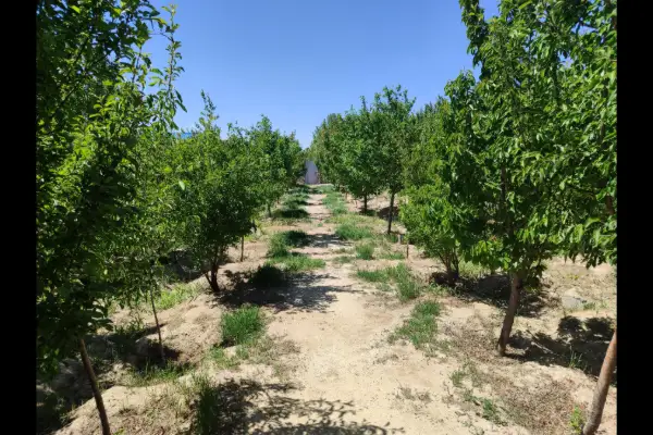 فروش باغچه نقلی و سرسبز ۴۵۰ متر روستای حصار مهتر - تصویر 3