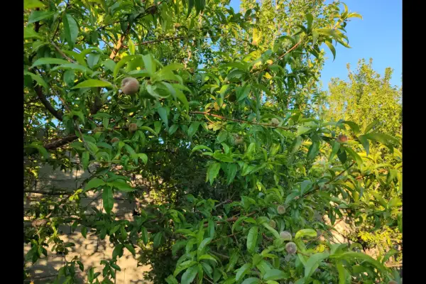 فروش باغچه نقلی و سرسبز ۴۵۰ متر روستای حصار مهتر - تصویر 4