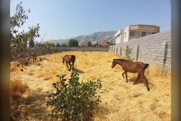 فروش زمین باغ شهری ۱۰۰۰ متر شیراز پل فسا بعد از سیکل ترکیبی - تصویر 4