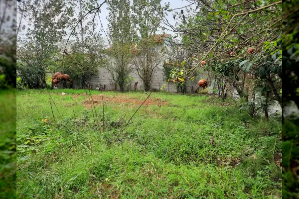 فروش زمین باغی قابل ساخت و ساز ۲۸۰ متر رشت سیاه اسطلخ - تصویر 2
