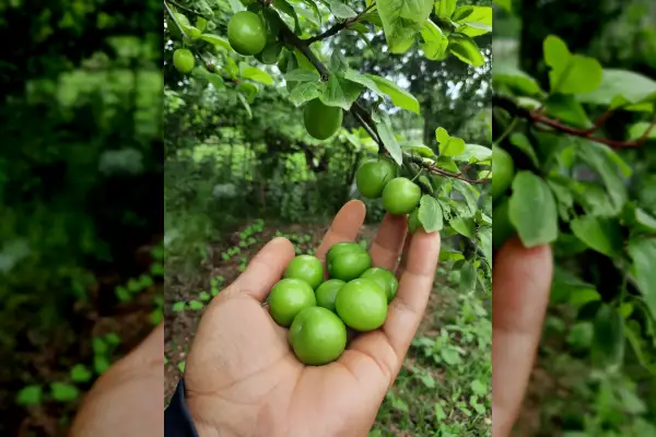 فروش زمین باغی قابل ساخت و ساز ۲۸۰ متر رشت سیاه اسطلخ - تصویر 4
