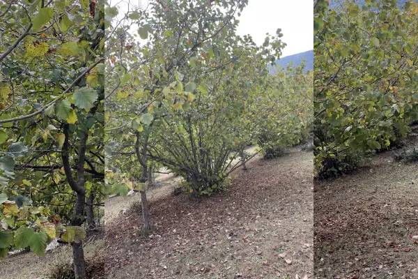 فروش زمین باغی فندق ۲۶۶۰ متر - تصویر 2