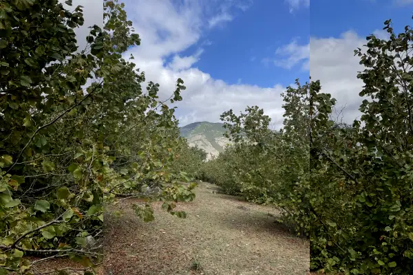 فروش زمین باغی فندق ۲۶۶۰ متر - تصویر 3