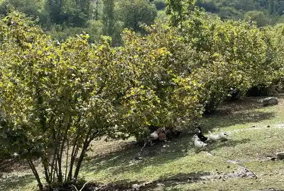 فروش زمین باغی فندق ۲۶۶۰ متر