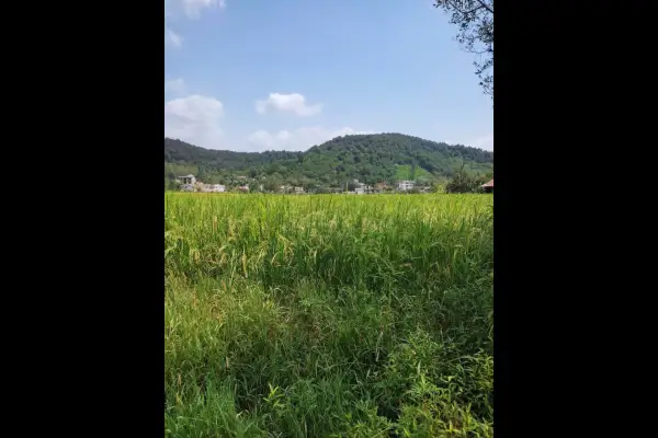 فروش زمین در امام زاده هاشم شهر بیجار رشت ۱۲۱۰ متر - تصویر 2