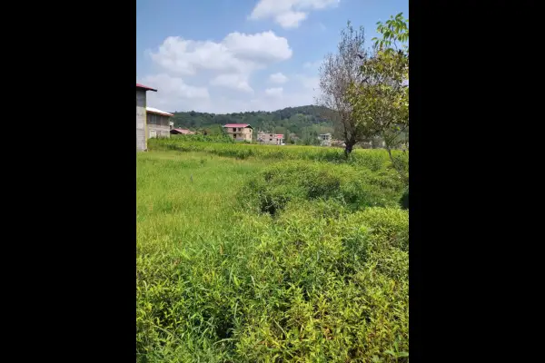 فروش زمین در امام زاده هاشم شهر بیجار رشت ۱۲۱۰ متر - تصویر 4