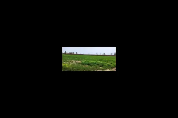 فروش زمین ۶۰۰۰ متر بلوار توس روستای لقمانی - تصویر 3