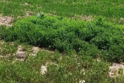 فروش زمین ۶۰۰۰ متر بلوار توس روستای لقمانی