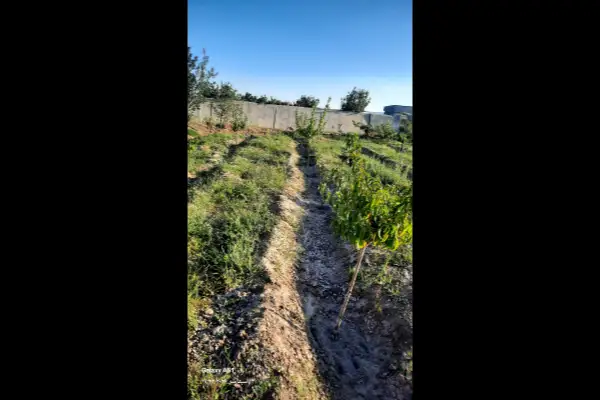 باغ ۱۶۳۸ متر بناب به سمت مراغه پشت فرودگاه - تصویر 2