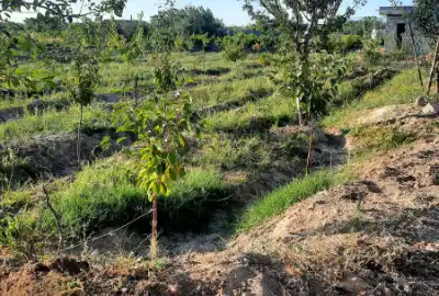 باغ ۱۶۳۸ متر بناب به سمت مراغه پشت فرودگاه