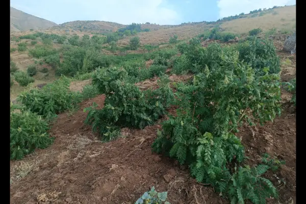 فروش زمین کشاورزی پنجاه هزار متر سردشت قلعه رش - تصویر 2