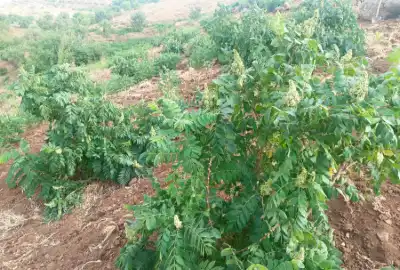 فروش زمین کشاورزی پنجاه هزار متر سردشت قلعه رش