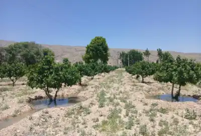 فروش ۴۵۰۰ متر باغ انجیر استهبان نزدیکی روستای بایگان