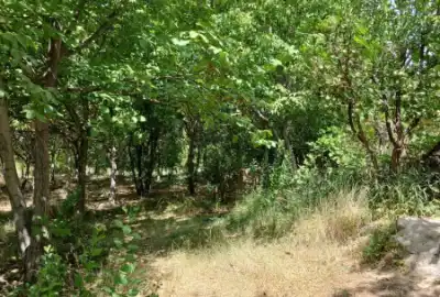 فروش باغ ۴ هزار متری در سمیرم