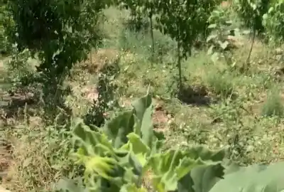 فروش زمین ۳۰۰ متر میدان کبوتر شهریار