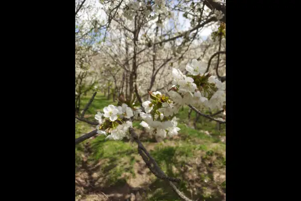 فروش باغ گیلاس لاریجان آمل ۹۰۰ متر - تصویر 3