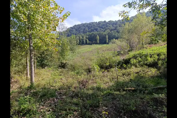 فروش زمین باغی ۷۰۰ متر ساری چهاردونگه روستای الیرد - تصویر 2