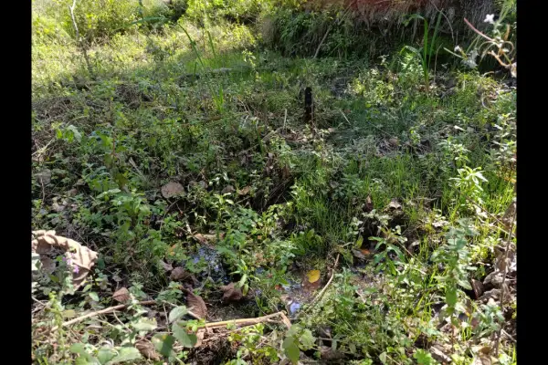 فروش زمین باغی ۷۰۰ متر ساری چهاردونگه روستای الیرد - تصویر 3
