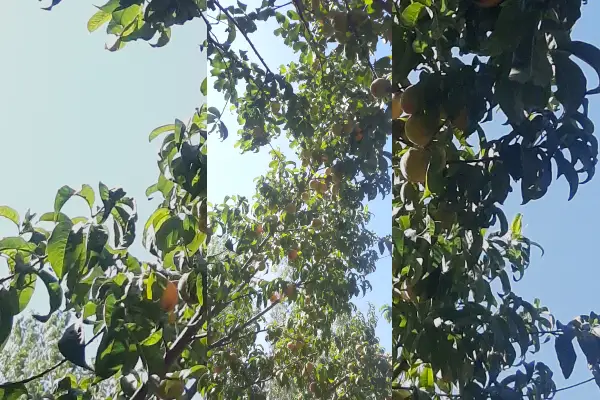 فروش زمین باغی ۸۷۵ متر جاده عباس آباد - تصویر 2