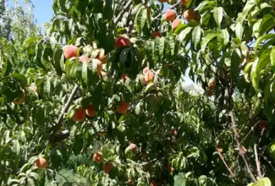 فروش زمین باغی ۸۷۵ متر جاده عباس آباد