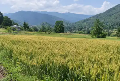 زمین کشاورزی مناسب کاشت زعفران ۹۳۷۵ متر در دیلمان روستای نیاول